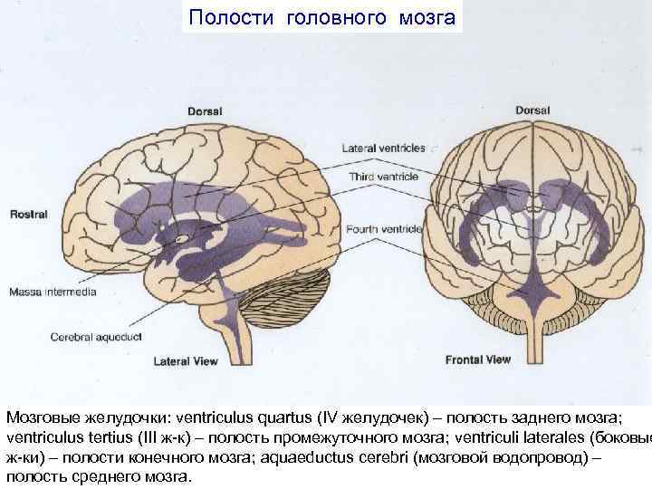 Полости головного мозга Мозговые желудочки: ventriculus quartus (IV желудочек) – полость заднего мозга; ventriculus