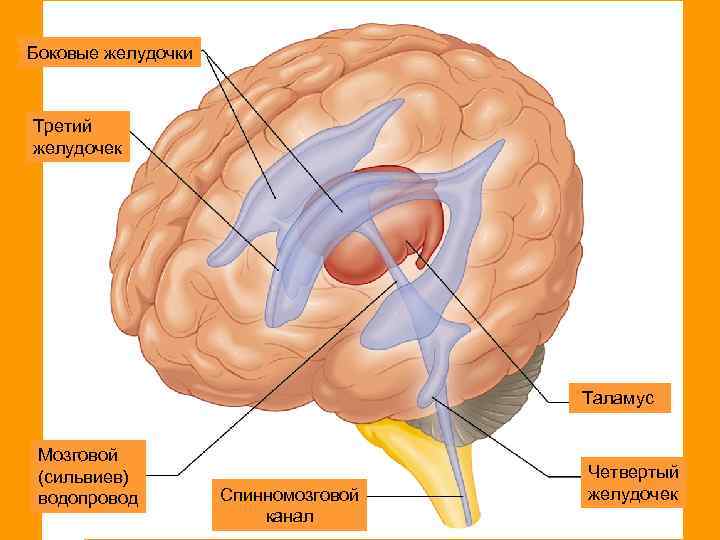 Боковые желудочки Третий желудочек Таламус Мозговой (сильвиев) водопровод ааа Спинномозговой канал Четвертый желудочек 