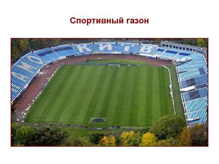 Спортивный газон 