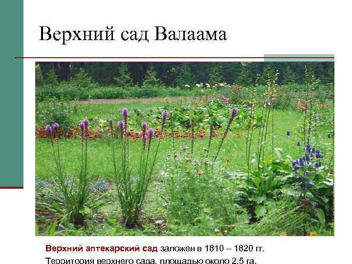 Верхний сад Валаама Верхний аптекарский сад заложен в 1810 – 1820 гг. Территория верхнего