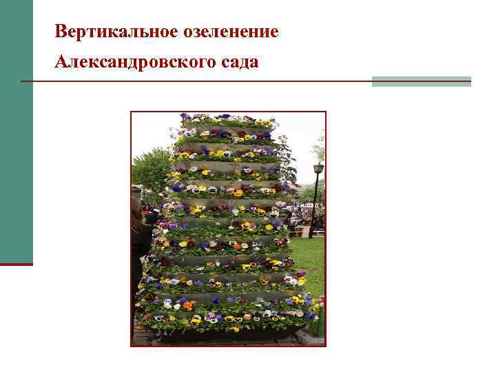 Вертикальное озеленение Александровского сада 