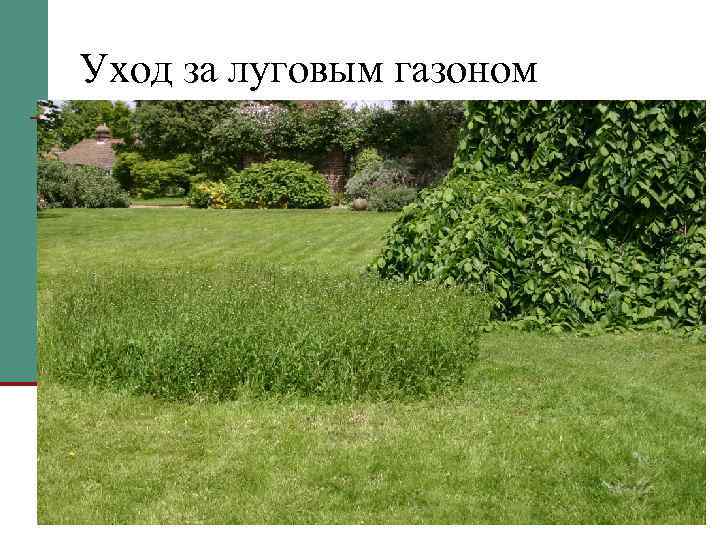 Уход за луговым газоном 