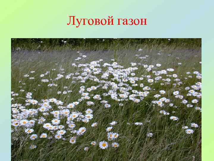 Луговой газон 