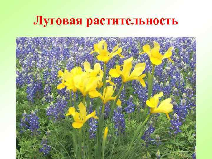 Луговая растительность 