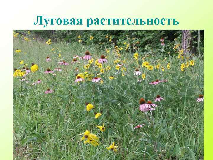 Луговая растительность 
