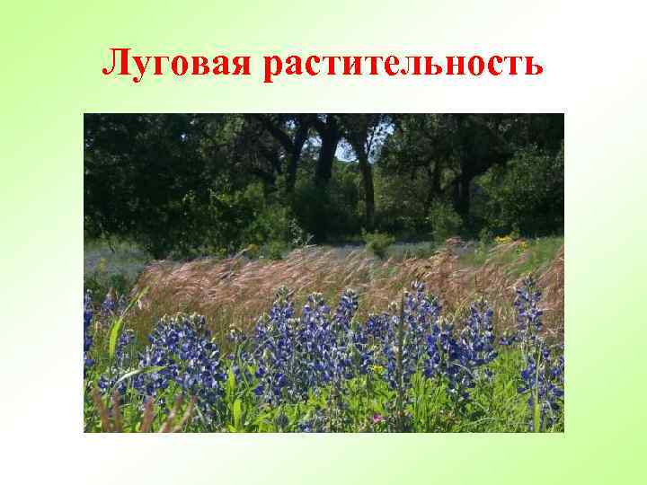 Луговая растительность 
