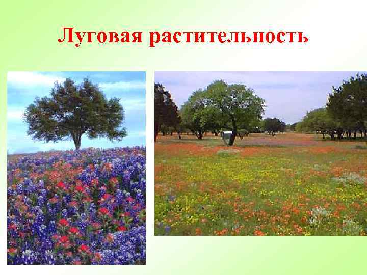 Луговая растительность 