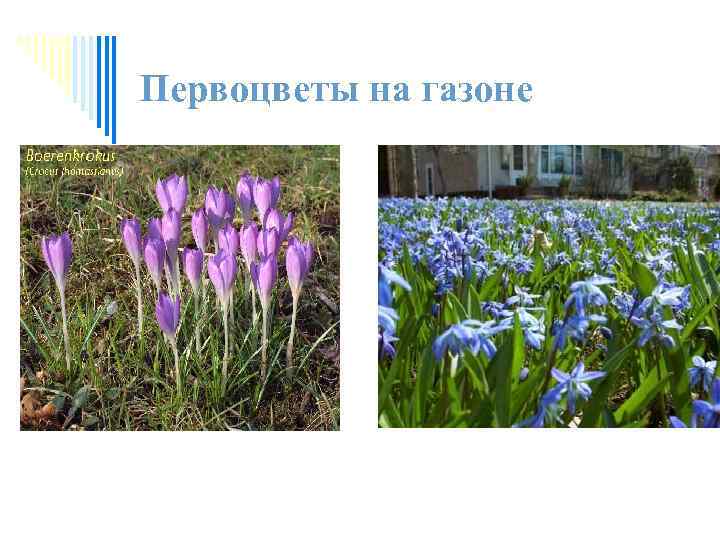 Первоцветы на газоне 