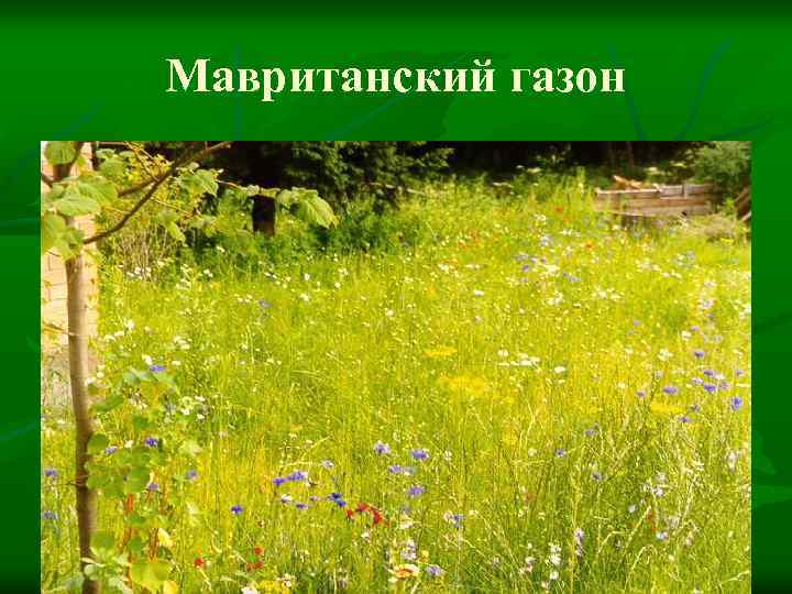 Мавританский газон 