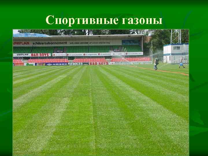 Спортивные газоны 