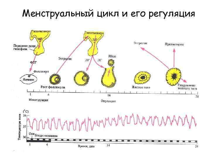 Менструальный цикл и его регуляция 