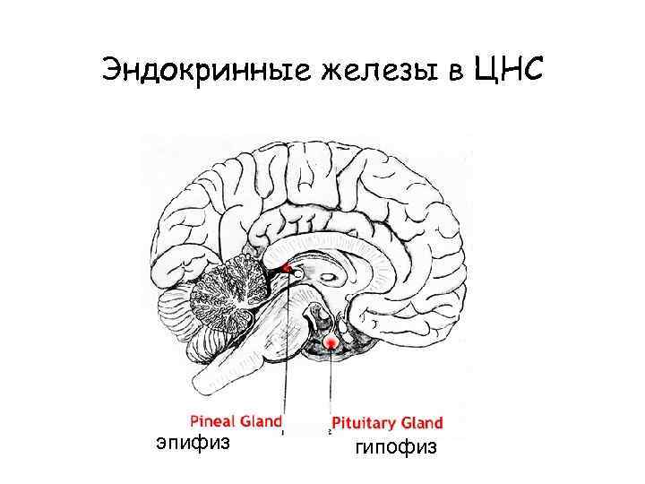 Эндокринные железы в ЦНС эпифиз гипофиз 