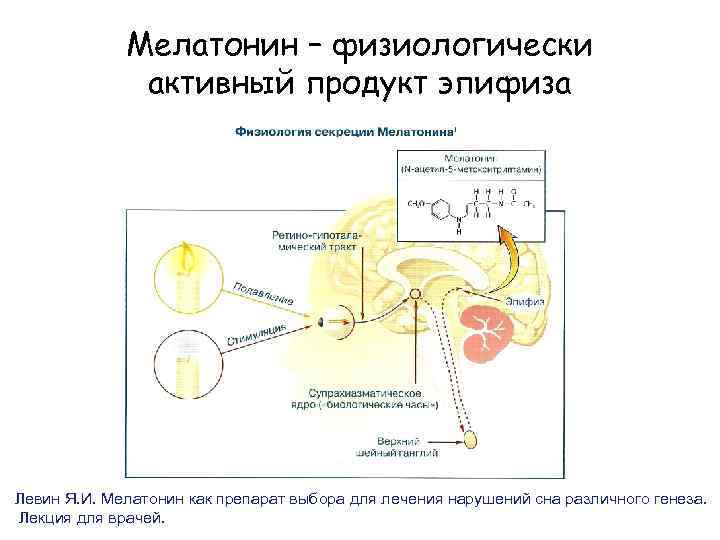 Мелатонин – физиологически активный продукт эпифиза Левин Я. И. Мелатонин как препарат выбора для