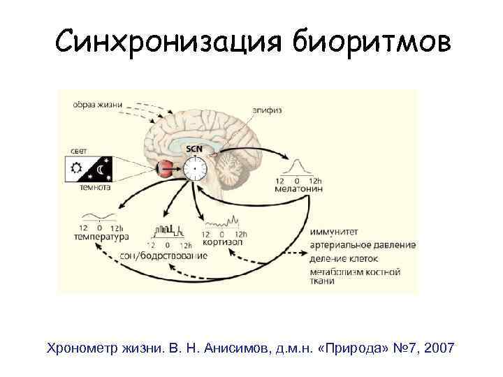 Синхронизация биоритмов Хронометр жизни. В. Н. Анисимов, д. м. н. «Природа» № 7, 2007