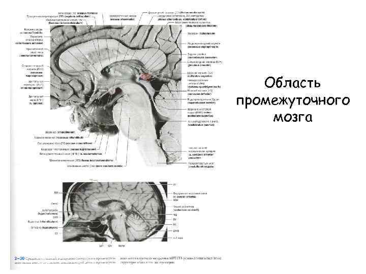 Область промежуточного мозга 