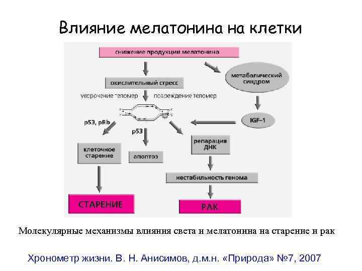 Молекулярные механизмы старения презентация