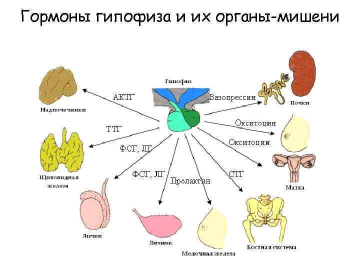 Гормоны гипофиза и их органы-мишени 