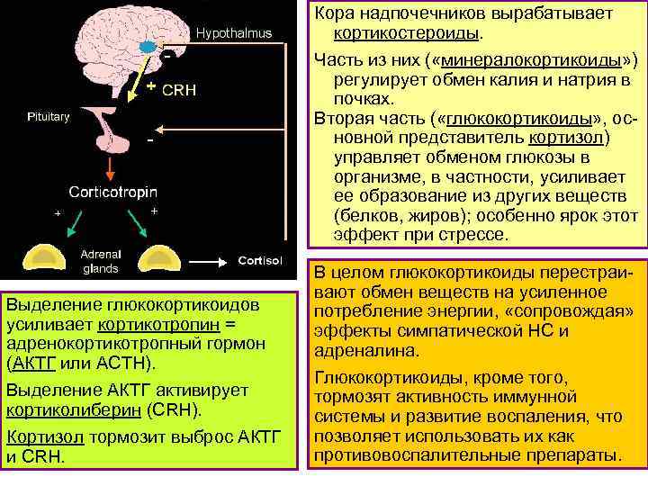 Кора надпочечников вырабатывает кортикостероиды. Часть из них ( «минералокортикоиды» ) регулирует обмен калия и