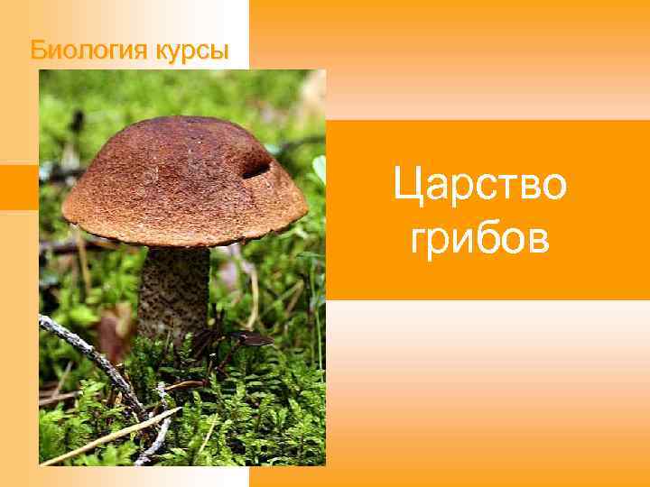Биология курсы Царство грибов 