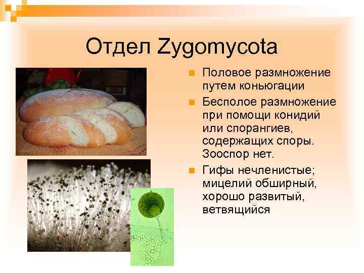 Отдел Zygomycota n n n Половое размножение путем коньюгации Бесполое размножение при помощи конидий