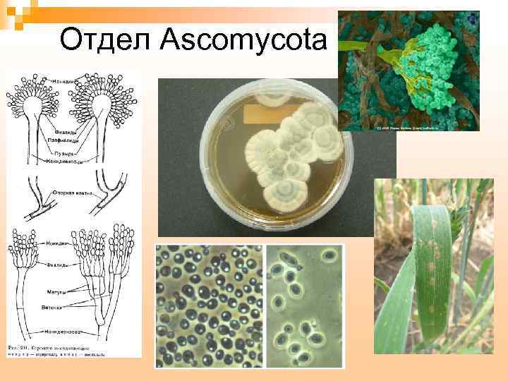 Отдел Ascomycota 