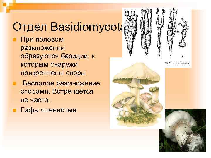 Отдел Basidiomycota n n n При половом размножении образуются базидии, к которым снаружи прикреплены