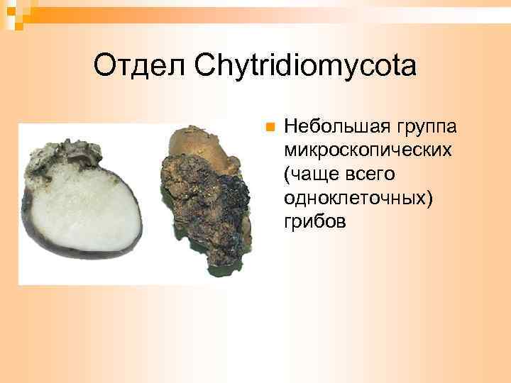 Отдел Chytridiomycota n Небольшая группа микроскопических (чаще всего одноклеточных) грибов 