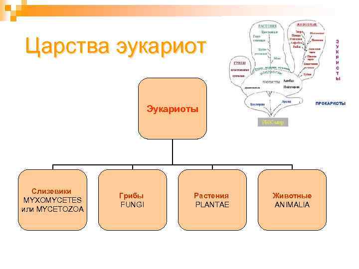 Эукариоты классификации организмов