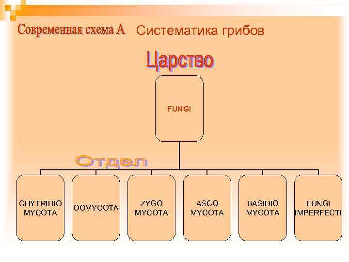 Систематика грибов FUNGI CHYTRIDIO MYCOTA OOMYCOTA ZYGO MYCOTA ASCO MYCOTA BASIDIO MYCOTA FUNGI IMPERFECTI