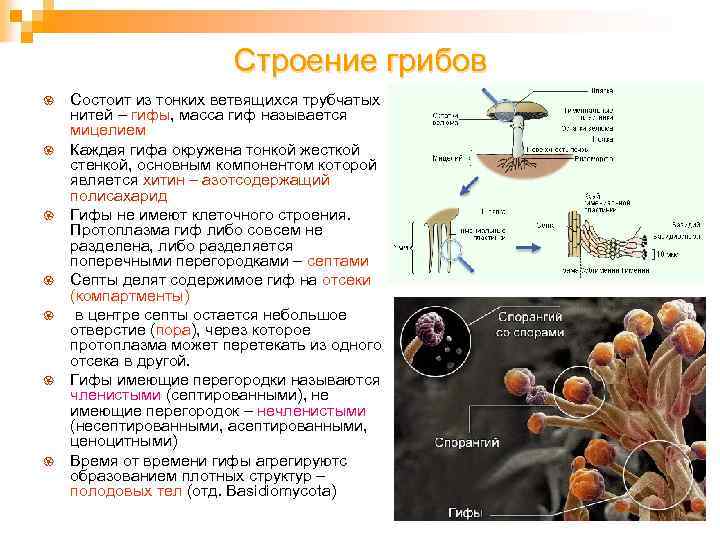 Из каких веществ состоят грибы