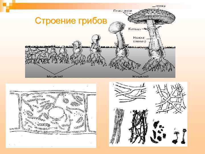 Строение грибов 