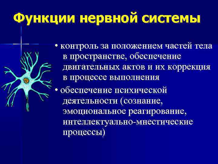 Функции нервной системы • контроль за положением частей тела в пространстве, обеспечение двигательных актов