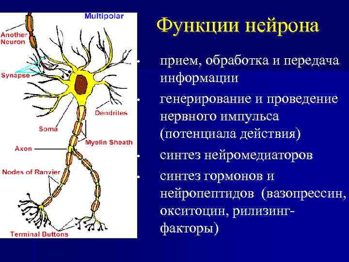 Правильную последовательность прохождения нервного импульса