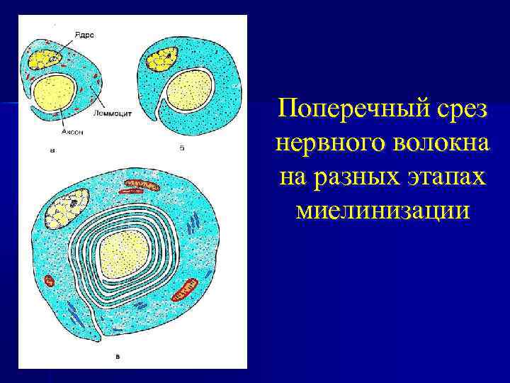 Поперечный срез нервного волокна на разных этапах миелинизации 