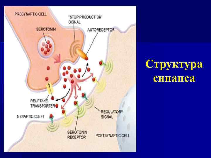 Рисунок холинергического синапса