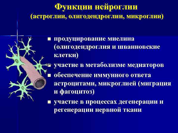 Функции нейроглии. Микроглия олигодендроциты. Олигодендроглия это клетки. Олигодендроглия функции.