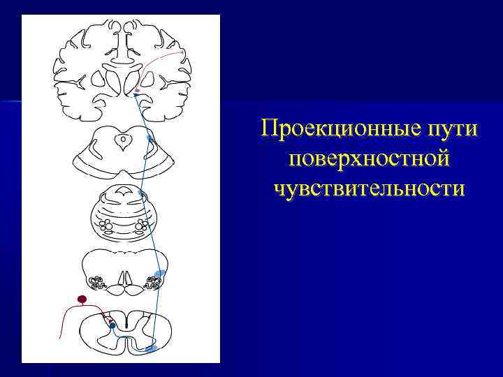 Путь поверхностной чувствительности схема