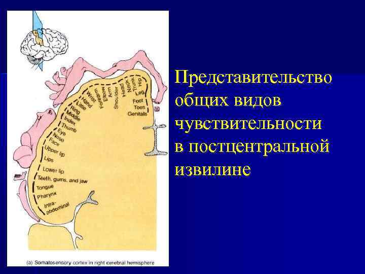 Представительство общих видов чувствительности в постцентральной извилине 
