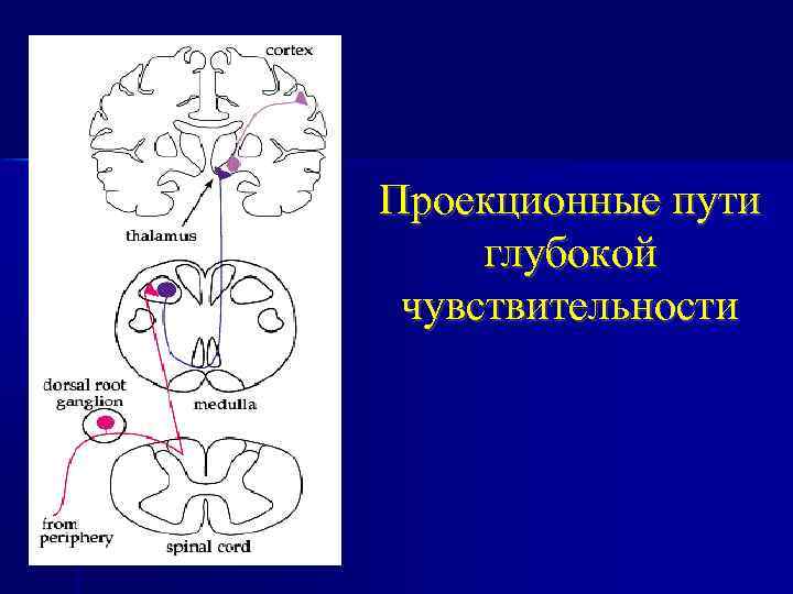 Путь поверхностной чувствительности схема