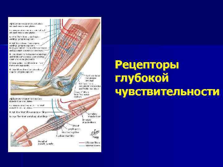 Рецепторы глубокой чувствительности 