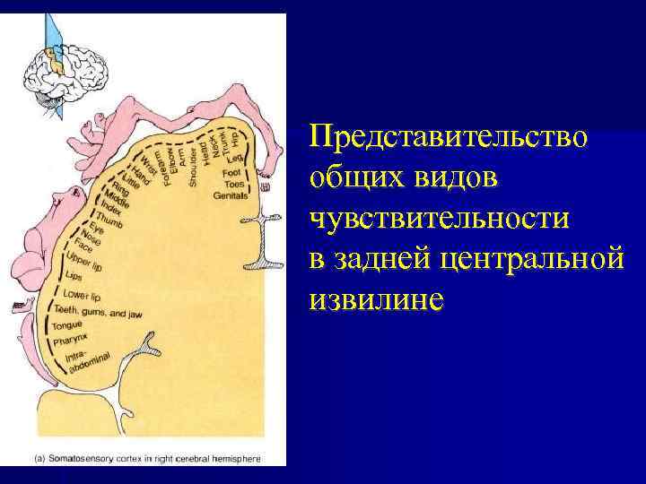 Представительство общих видов чувствительности в задней центральной извилине 