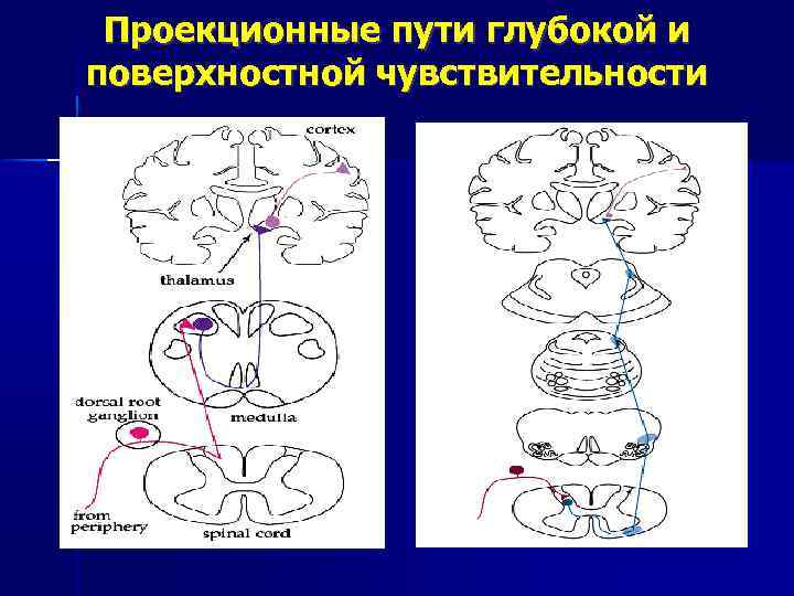 Поверхностная чувствительность схема