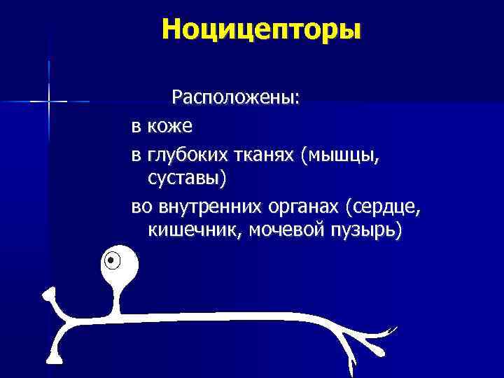 Ноцицепторы Расположены: в коже в глубоких тканях (мышцы, суставы) во внутренних органах (сердце, кишечник,