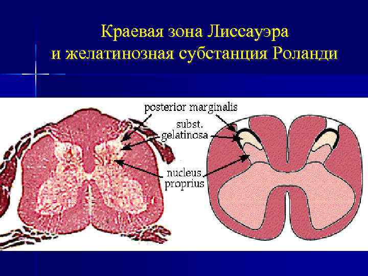 Краевой синус