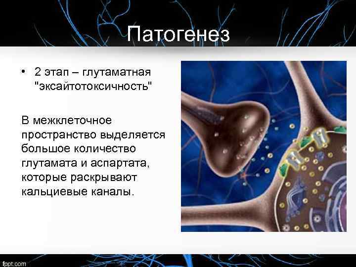 Патогенез • 2 этап – глутаматная "эксайтотоксичность" В межклеточное пространство выделяется большое количество глутамата