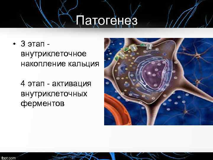 Патогенез • 3 этап внутриклеточное накопление кальция 4 этап активация внутриклеточных ферментов 