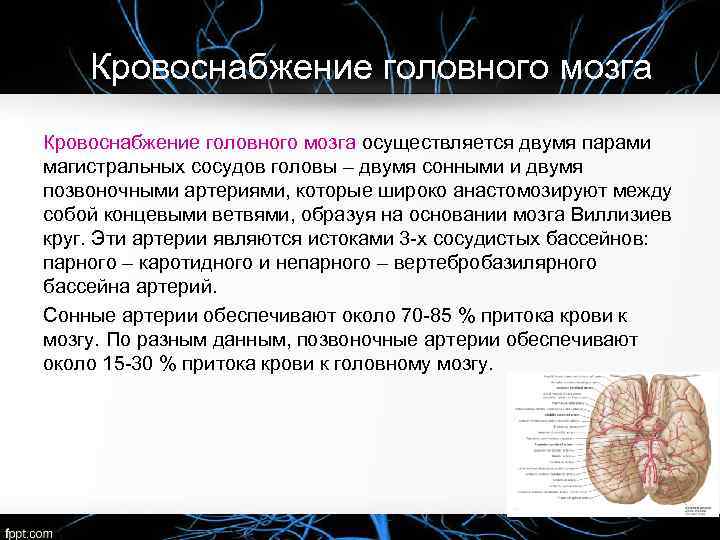 Круг кровообращения в мозгу. Кровоснабжение головного мозга. Мозговое кровообращение физиология. Особенности кровоснабжения головного мозга. Гемодинамика головного мозга.