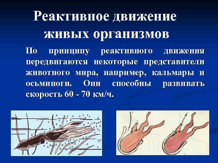 Реактивное движение живых организмов По принципу реактивного движения передвигаются некоторые представители животного мира, например,