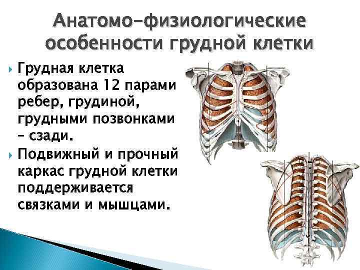 Грудную клетку образуют. Грудная клетка образована 12 грудными позвонками. Физиологические особенности грудной клетки. Анатомо-физиологические особенности грудной клетки. Грудная клетка образована 12 парами ребер.