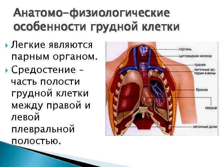 Поперечный распил грудной полости на уровнях th4 th6 th9 схема